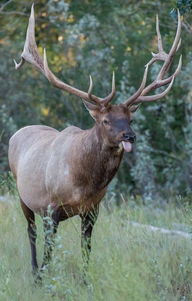 Bull Elk Wild — Stock Photo, Image