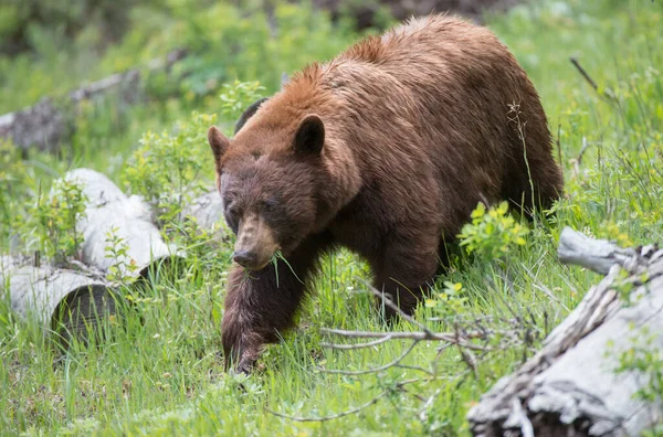 Черный Медведь Корицей Дикой Природе — стоковое фото