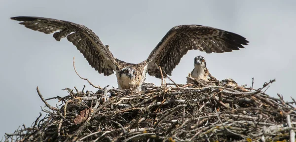 Fischadlernest Freier Wildbahn — Stockfoto