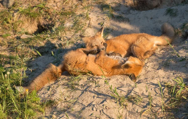 Kızıl Tilki Vahşi Doğada — Stok fotoğraf