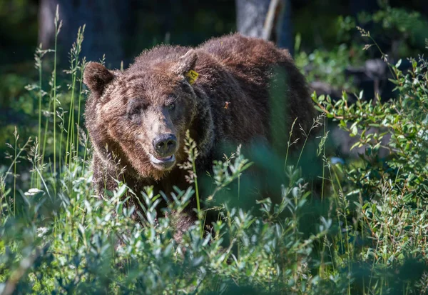 캐나다 광야에서 식하는 회색곰 — 스톡 사진