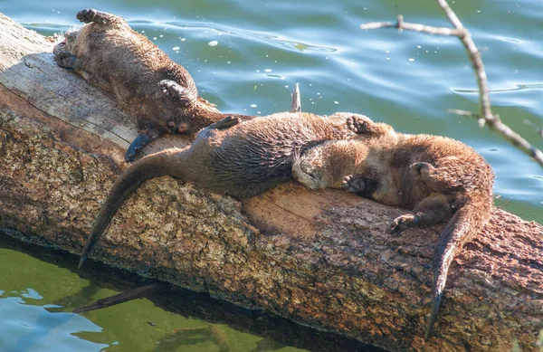 Wilde Otters Wilde Natuur — Stockfoto