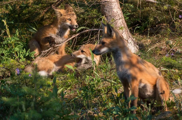 Volpe Rossa Natura — Foto Stock