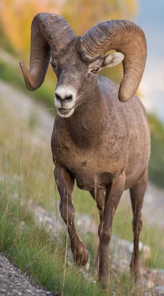 Bighorn Ram Het Wild — Stockfoto