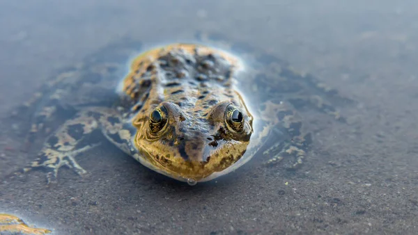 イエローストーン国立公園のカエル — ストック写真