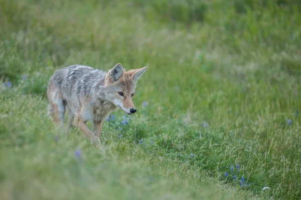 Coyote Naturaleza — Foto de Stock