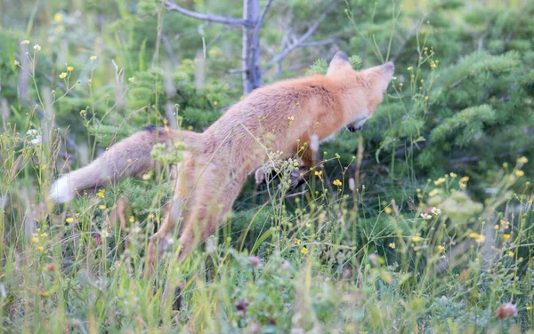 Red Fox Wild — Stock Photo, Image