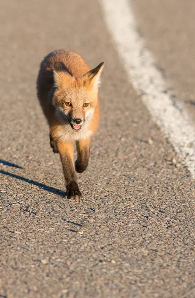 Rotfuchs Freier Wildbahn — Stockfoto