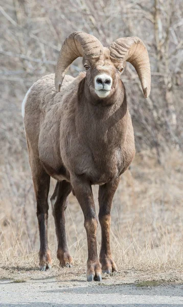 Bighorn Béliers Dans Nature — Photo