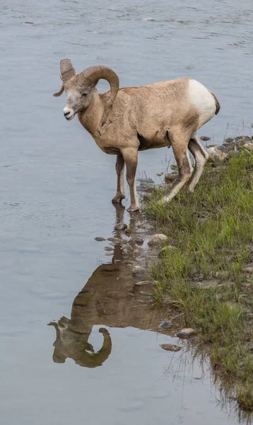 Bighorn Sheep Wild — Stock Photo, Image