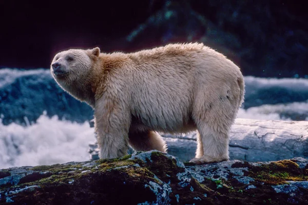 Duch Niedźwiedź Great Bear Rainforest — Zdjęcie stockowe