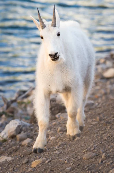 Mountain Goat Het Wild Nationaal Park Jasper Canada — Stockfoto