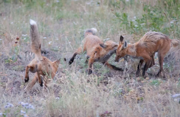Red Fox Wild — Stock Photo, Image
