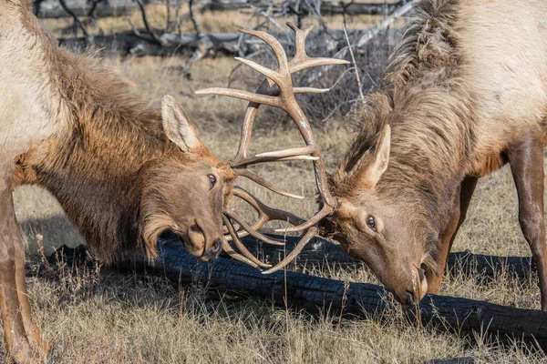 Bull Elk Canadian Wilderness — Stock Photo, Image