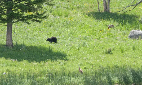 Orso Nero Natura — Foto Stock