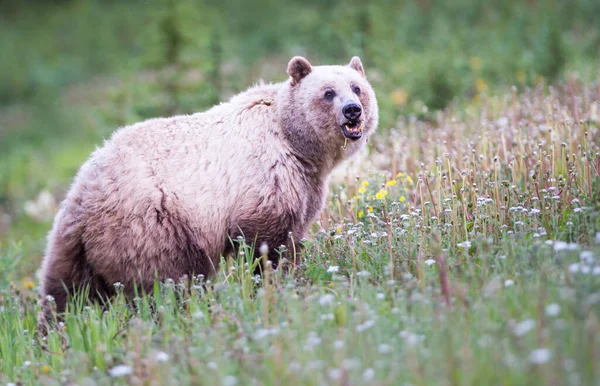 Blonďatý Medvěd Grizzly Kanadské Divočině — Stock fotografie