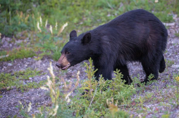 Μαύρη Αρκούδα Στην Καναδική Ερημιά — Φωτογραφία Αρχείου