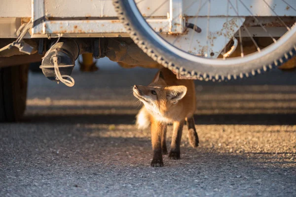 Rotfuchs Freier Wildbahn — Stockfoto