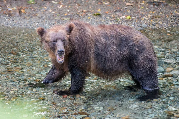 Orso Grizzly Natura — Foto Stock