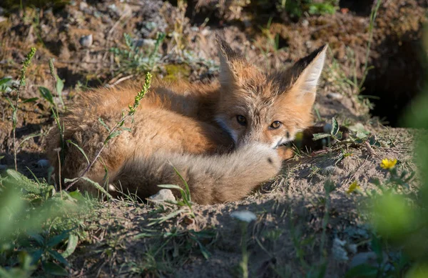 Cute Red Foxes Grass Wild Nature — Stock Photo, Image