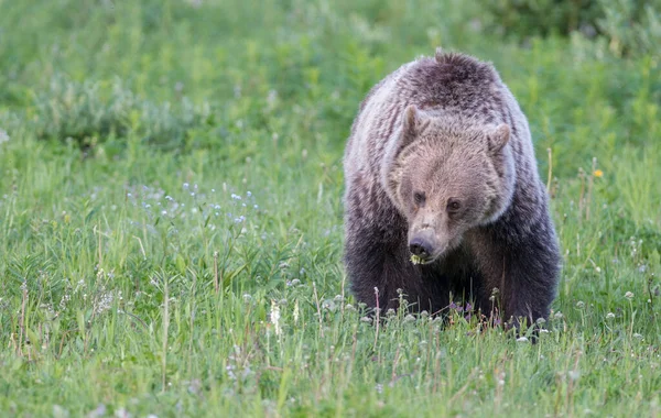 Грізлі Ведмідь Дикій Природі — стокове фото