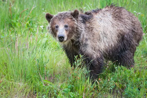 Kanadský Medvěd Grizzly Divočině — Stock fotografie