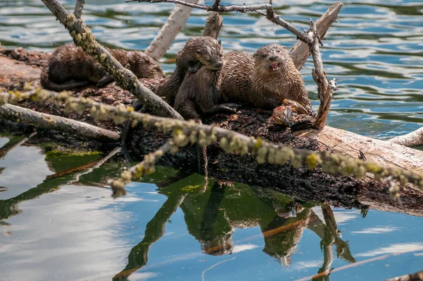 Close Wilde Otters Natuur — Stockfoto