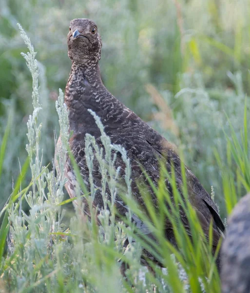 Gros Plan Tétras Dans Nature Sauvage Canada — Photo