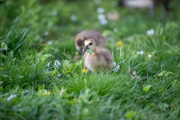 Gosling Dans Nature — Photo