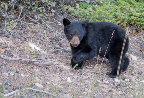 Urso Negro Natureza — Fotografia de Stock