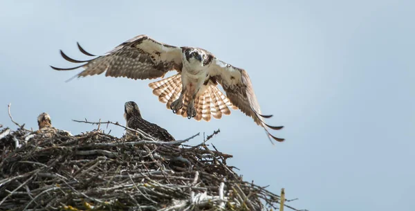 Fischadler Bringt Nahrung Ins Nest — Stockfoto