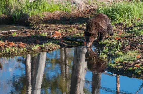 Медведь Гризли Дикой Природе — стоковое фото