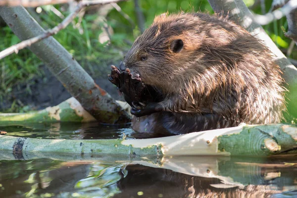 Castor Naturaleza — Foto de Stock