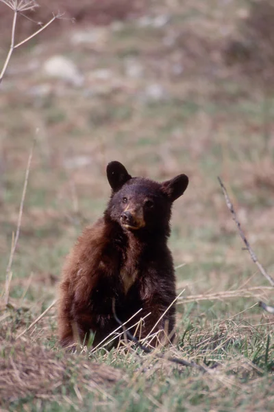 野生の熊は — ストック写真