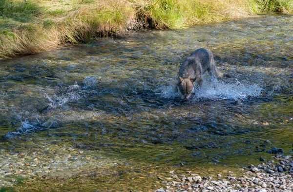 川でのオオカミ漁 — ストック写真