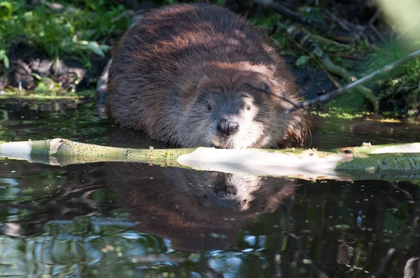 Beaver Wild — Stock Photo, Image