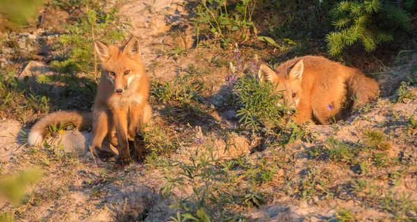 公園で草の上のかわいい赤いキツネ — ストック写真