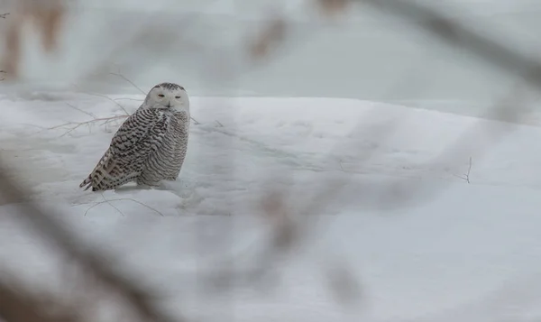 Långörad Uggla Vild Natur — Stockfoto