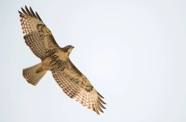 stock image Osprey in the wild