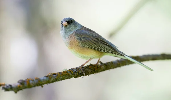 Small Bird Wild — Stock Photo, Image