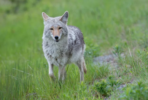 Coyote Het Wild — Stockfoto