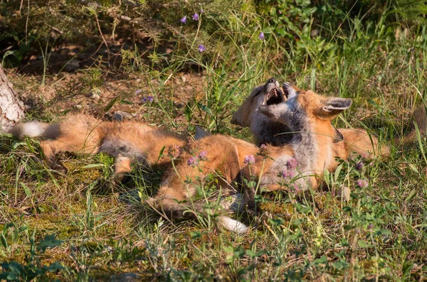 Mignon Renards Rouges Sur Herbe Parc — Photo