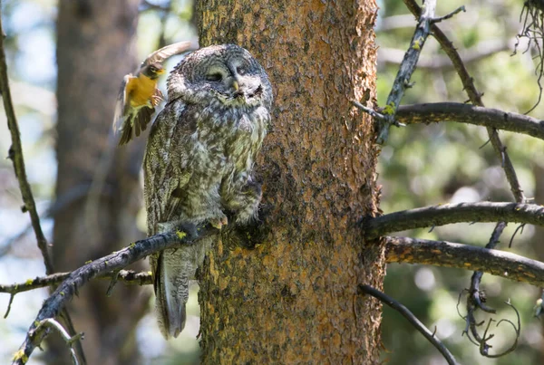 Grote Grijze Uil Roodborstje — Stockfoto