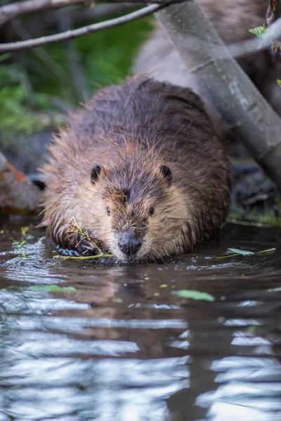 Castor Naturaleza — Foto de Stock