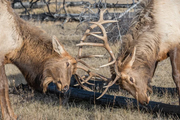 Bull Eland Canadese Wildernis — Stockfoto