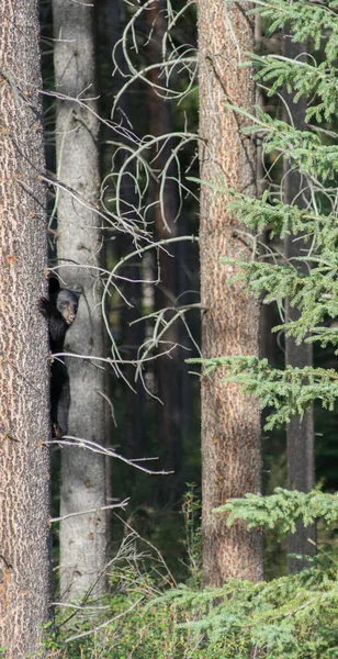 Urso Negro Natureza — Fotografia de Stock