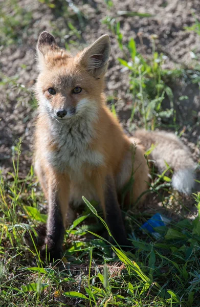 Carino Volpi Rosse Erba Natura Selvaggia — Foto Stock