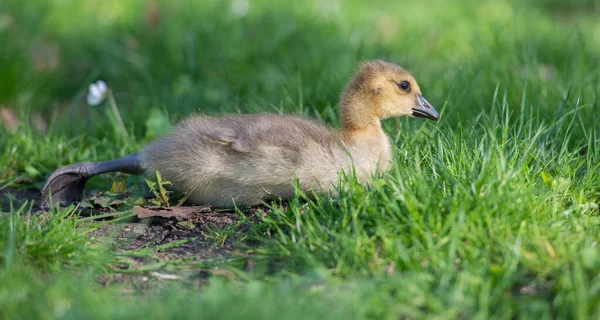 Gosling Wild — Stock Photo, Image