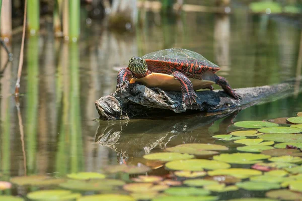 Painted Turtle Toronto — Stock Photo, Image