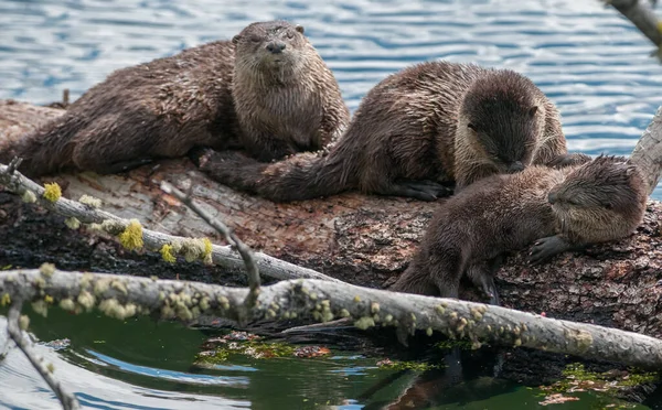 Wilde Otters Wilde Natuur — Stockfoto